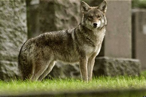 what is coywolf